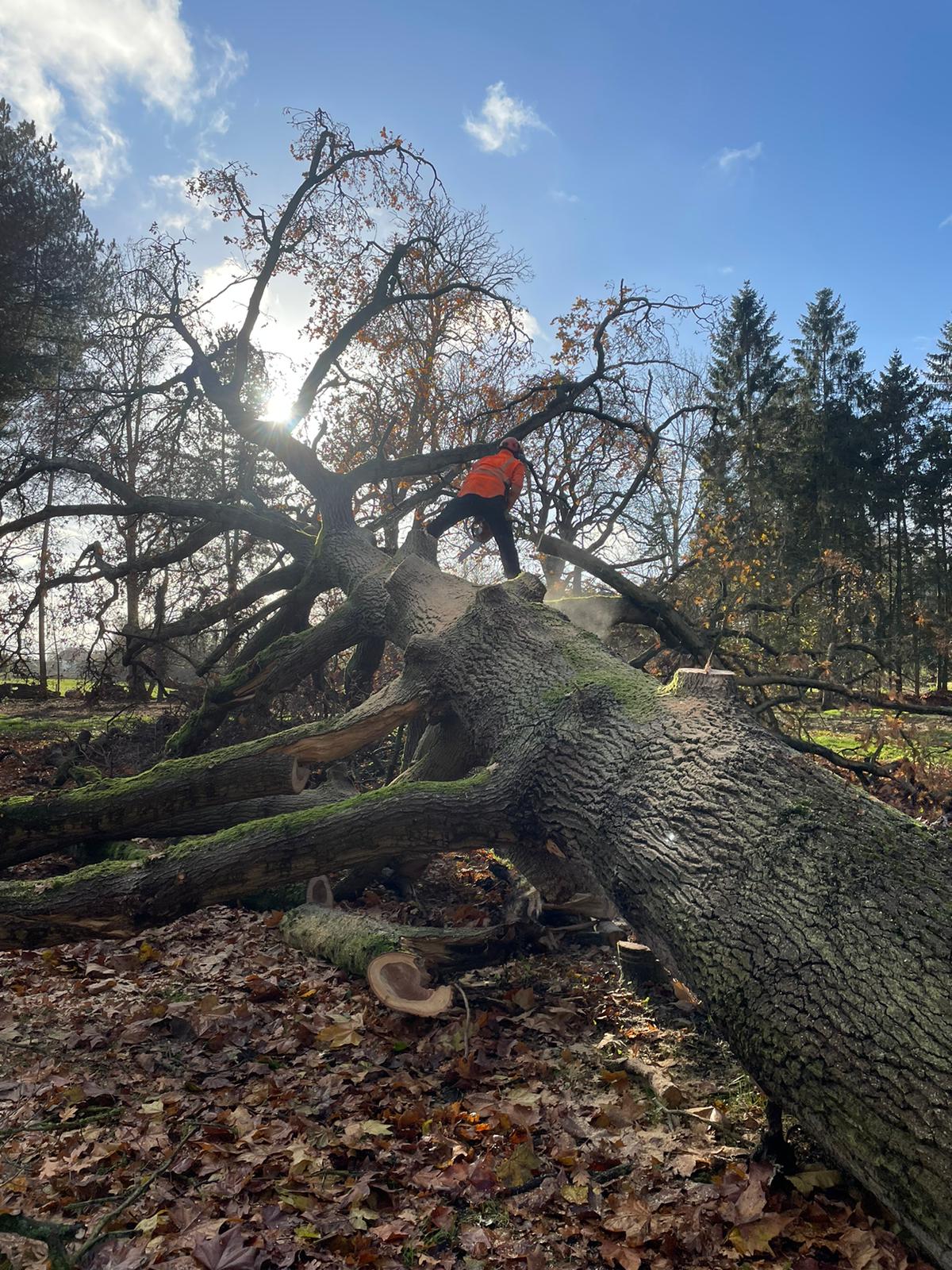 Tree Surgeon Norwich