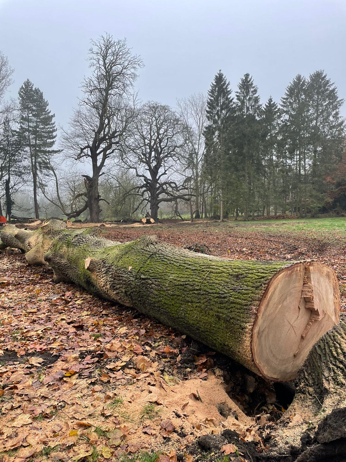 Tree Surgeon Norwich