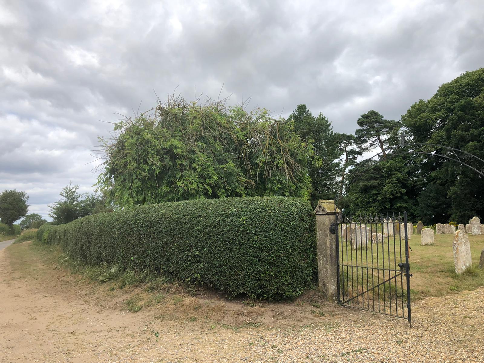 hedge3