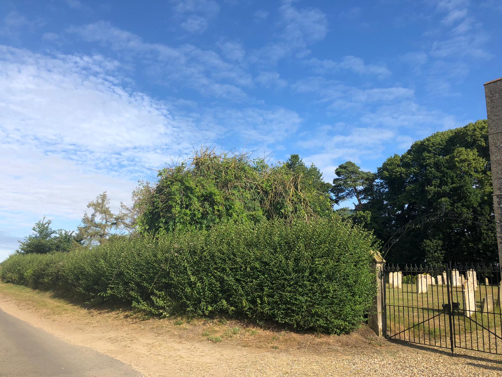 hedge4