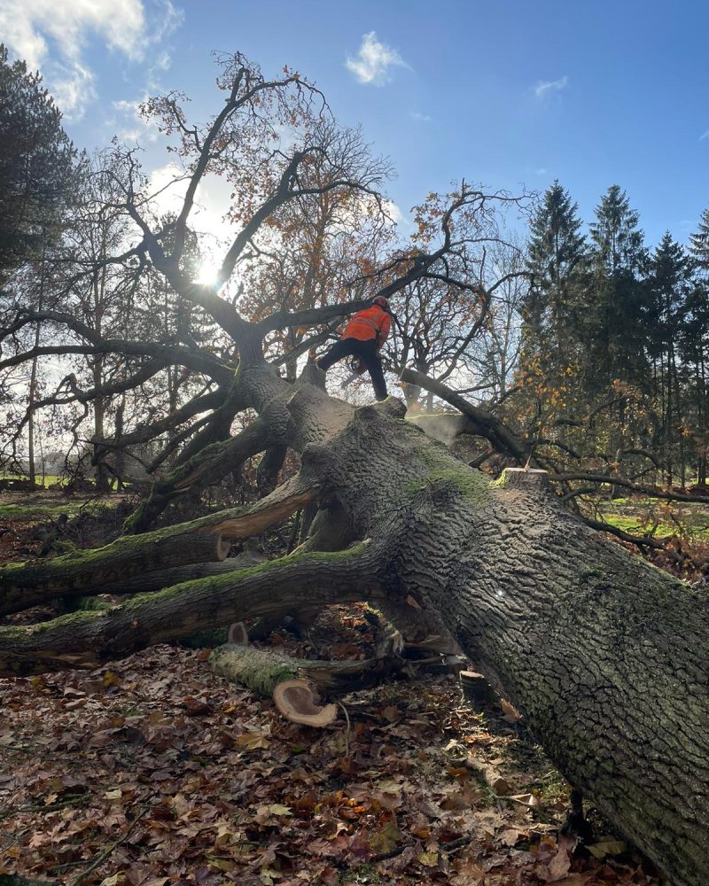 Tree Surgeon Norwich